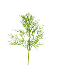 Green dill isolated on white background. Studio macro