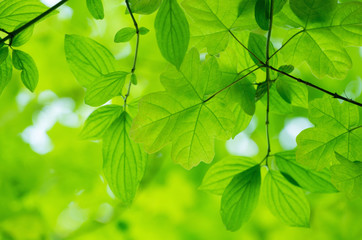 Obraz premium green leaves