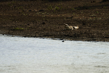Crocodile, Kruger National Park, South Africa