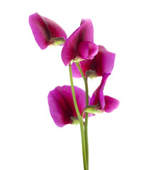 Fototapeta na wymiar Lathyrus tingitanus flowers