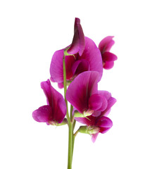 Lathyrus tingitanus flowers