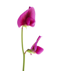 Lathyrus tingitanus flowers