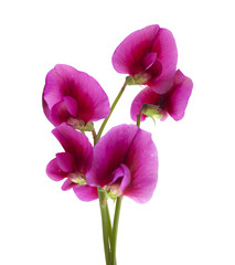 Lathyrus tingitanus flowers