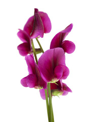 Obraz na płótnie Canvas Lathyrus tingitanus flowers