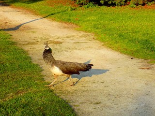Peacock on walkway