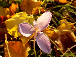 Flower and yellow leaves in background