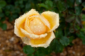 gouttes de pluie sur rose jaune 