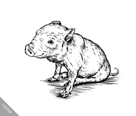 brush painting ink draw pig illustration
