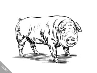 brush painting ink draw pig illustration