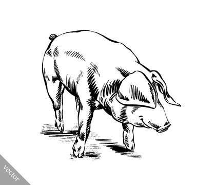 brush painting ink draw pig illustration