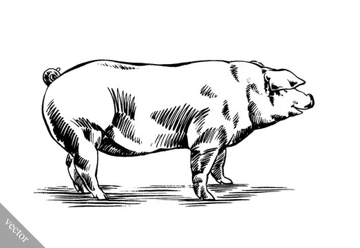 brush painting ink draw pig illustration