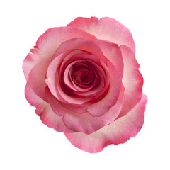 gentle pink rose