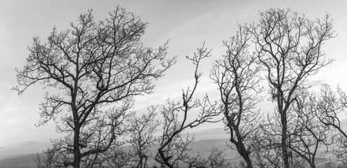 Fototapeta na wymiar trees in winter with blue sky