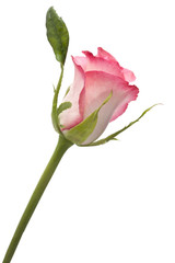 gentle pink rose