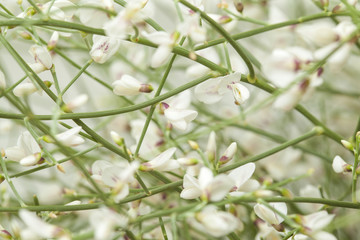 Retama rhodorhizoides, bridal veil broom