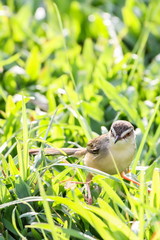Plain Prinia