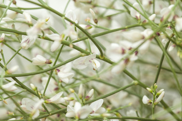 Retama rhodorhizoides, bridal veil broom