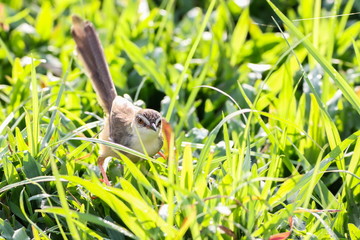 Plain Prinia