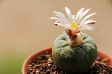 Flower of Lophophora koehresii cactus - obrazy, fototapety, plakaty