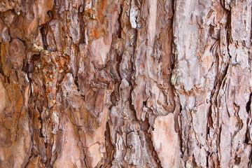Bark texture of pine tree