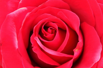 Red rose texture