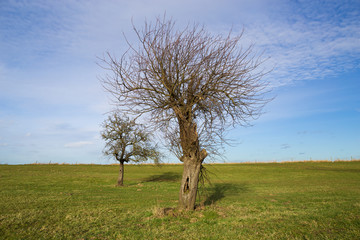 Weidebaum