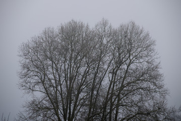 Baumkrone im Nebel