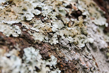 Lichen on pine tree