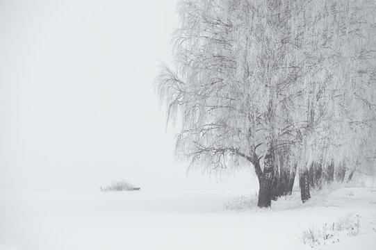 Black and white winter. Birch trees in the fog.