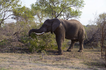 Fototapeta premium Elephants, Kruger National Park, South Africa