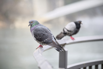 Schöhne Taube auf der Stange mit Unschärfe