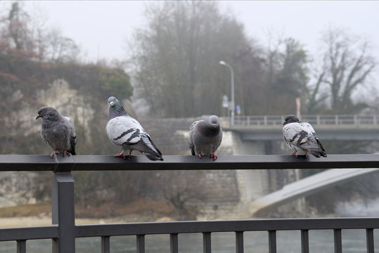 Tauben auf der Stange am Turteln