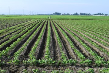 Fototapeta na wymiar 大豆畑／山形県鶴岡市で、大豆畑の風景を撮影した写真です。