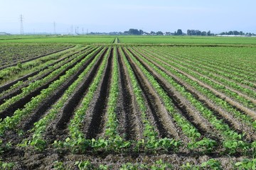 大豆畑／山形県鶴岡市で、大豆畑の風景を撮影した写真です。