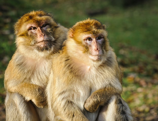 Portrait of adult female and adult male Barbary macaque at the zoo, Germany