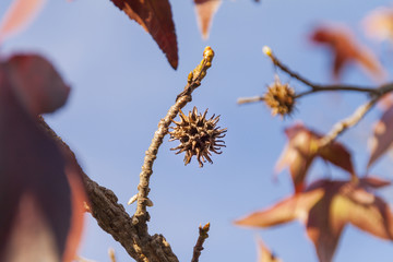 Fruit of Sweet Gum Tree