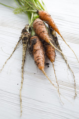 Really fresh carrots