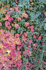 Fototapeta premium Colorful autumn leaves together with green leaves in Canakkale