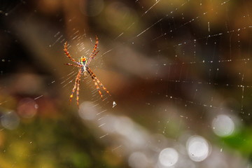 Spider on the web