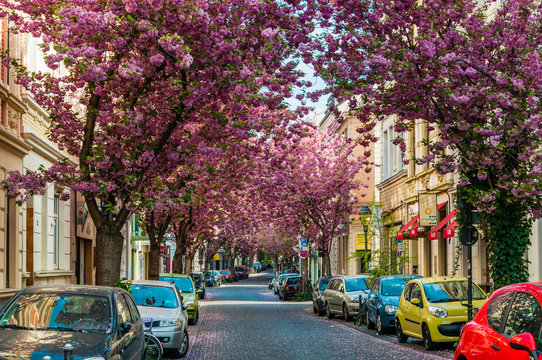 Kirschbl&uuml;te in der Bonner Altstadt; Deutschland