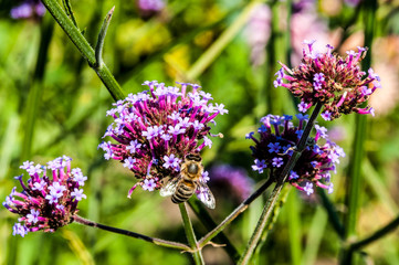 Gartenblumen - Eisenkraut 