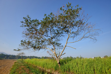 Tree and blue sky