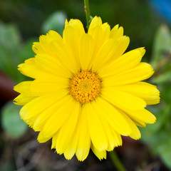 Yellow Marigold