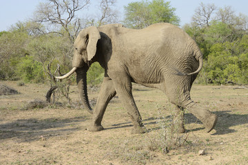 Elephants, Kruger National Park, South Africa