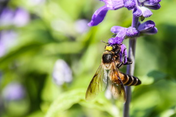 Bee on Blue Salvia flower