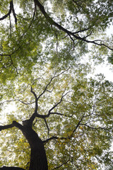 Tree looking from below