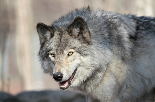 loup gris d am&eacute;rique