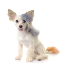 Obraz premium Steamed Punk Maltipoo, a designer toy dog breed