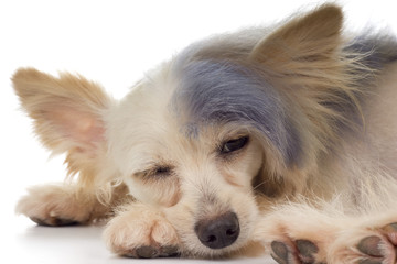 Steamed Punk Mainipoo, a designer toy dog breed