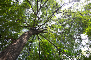 Tree branches on above